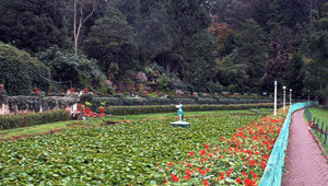 images/florafountain.jpg
